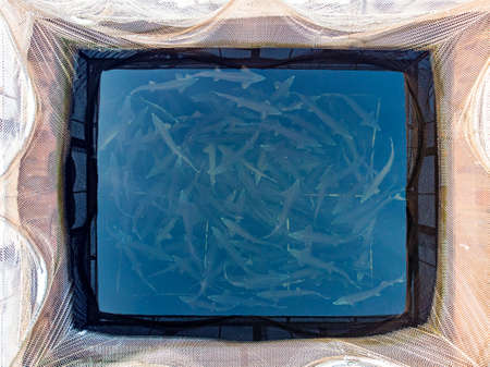 Farm fish salmon and sturgeon aquaculture blue water floating cages. Aerial top viewの写真素材