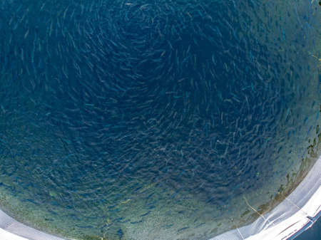 Rainbow trout jumps out of water while feeding on fish farm. Concept aquaculture pisciculture. Aerial top viewの写真素材