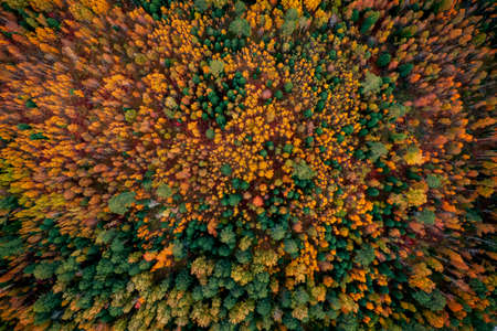 Travel autumn yellow forest Finland and Sweden, Aerial top viewの写真素材
