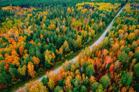 Aerial top view Nature autumn road in yellow forest, concept of trip by red carの写真素材