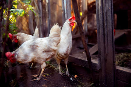 Household in village of Russia, white hens chicken in corral of farmの写真素材