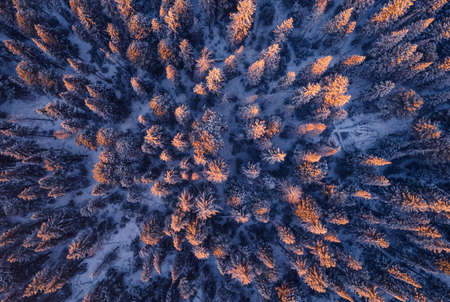 Beautiful winter mountain forest in snow, sunset evening aerial top viewの写真素材