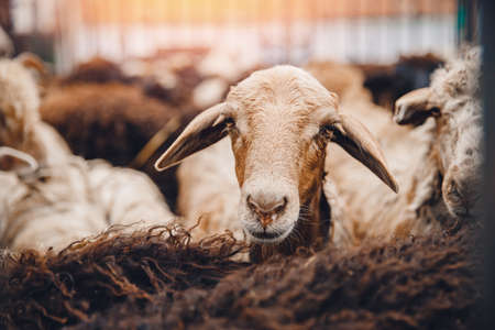 Sheeps brown looks into frame, sunlight. Concept farm animal husbandryの写真素材