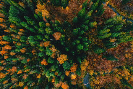 Aerial top view of autumn yellow forest and green trees in rural, Drone photoの写真素材