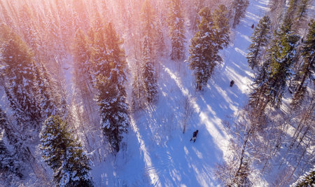 Team Snowmobile rides through winter forest fresh snow sun light, aerial top view