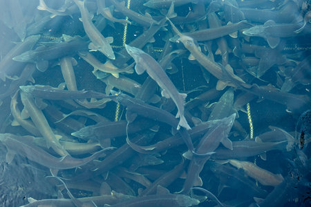 Fish farm for breeding cages for sturgeon fry. Concept aquaculture pisciculture top view