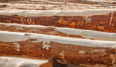 Construction site of wooden houses made of solid cedar logsの写真素材