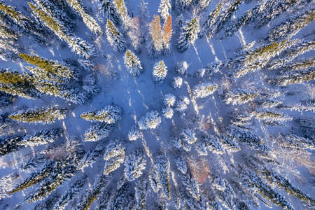 Top view Beautiful sparse winter forest in snow, aerial photoの写真素材