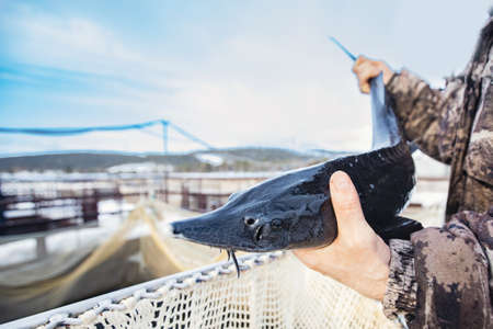 Fish farm, big sturgeon in hand fisherman. Concept aquaculture piscicultureの写真素材