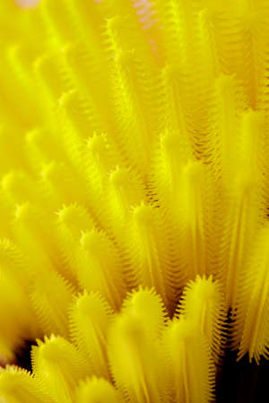 Eyelash extension concept. Set of yellow brushes on light background. Flat lay copy space beauty fashion top viewの写真素材