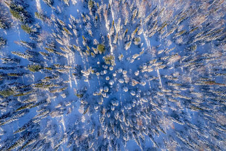 Top view Beautiful sparse winter forest in snow, aerial photoの写真素材