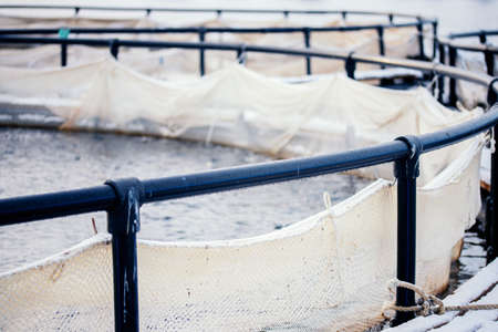 Fish farm for breeding for rainbow trout and salmon fry in net cages. Concept aquaculture piscicultureの写真素材