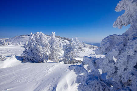 Winter landscape, Lonely trees covered with abundant snow after blizzard, blue skyの写真素材
