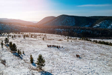Free range farm, herd of horses walks through field in winter sunny day sunlight, aerial top viewの写真素材
