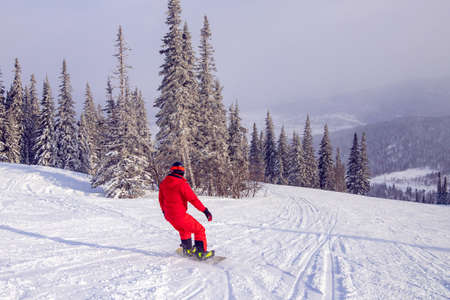 Snowboarder glides on fresh snow among spruce forest at sunset. Winter active sport conceptの写真素材