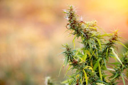Agriculture industry, bush marijuana cannabis small plant seedling on blurred background sunlightの写真素材