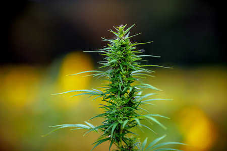 Closeup bush marijuana cannabis small plant seedling with sunlight