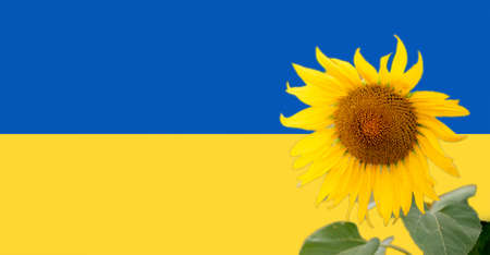 Natural sunflower on blue and yellow flag Ukraine bannerの写真素材