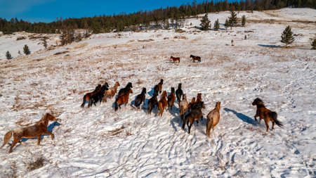 Free range farm, herd of horses walks through field in winter sunny day sunlight, banner aerial top viewの写真素材
