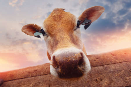 Concept funny pictures of animals. Portrait smile Jersey cow shows tongue sunset lightの写真素材