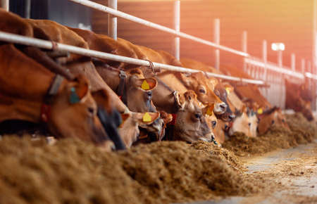 Cows jersey looks into frame with smart collar in modern farm livestock husbandry animalの写真素材
