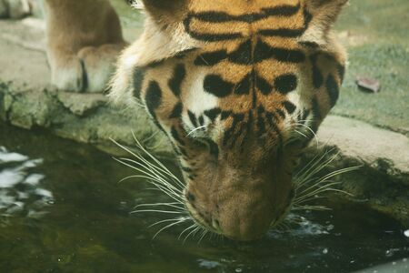 Thirsty tigerの素材