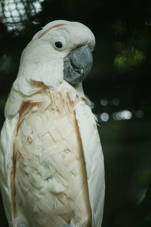 White cockatooの素材