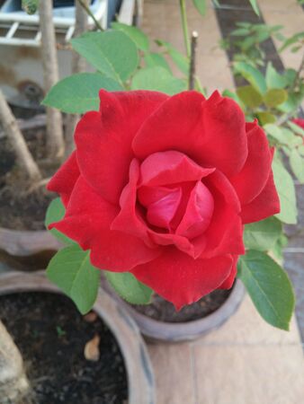Red rose flower backgourdの素材