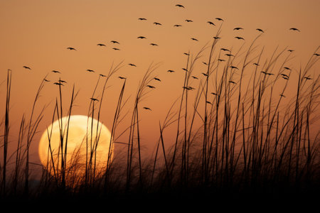 Full moon rising behind silhouette of grass with birds flyingの素材