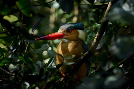 A Stork billed Kingfisher perched among branches, partially obscured by foliage.の素材