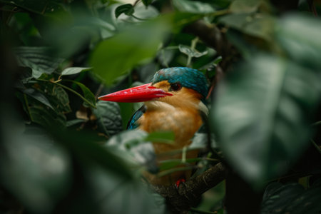 A Stork billed Kingfisher perched among branches, partially obscured by foliage.の素材