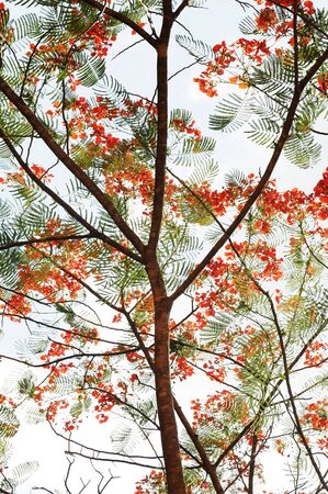 Flower and Tree Branchの写真素材