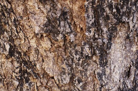 Skin of Treeの写真素材