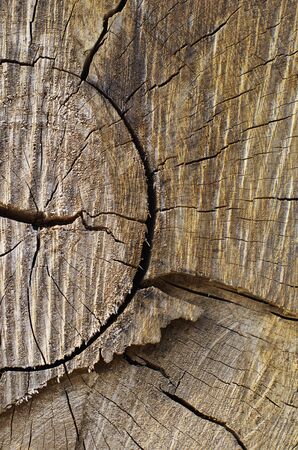 Cracked Pattern of Logの写真素材