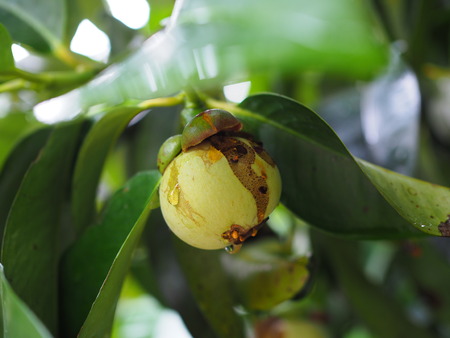 Green Mangosteenの写真素材