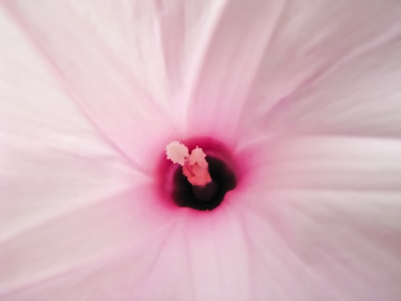 center and petal of pink flowerの写真素材