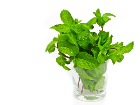 peppermint leaves in glassの写真素材