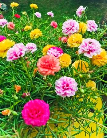 Portulaca Rose blooming in the gardenの写真素材