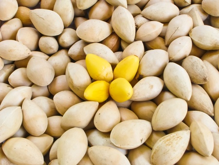 Gingo seeds の写真素材
