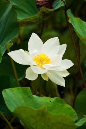 white lotus bloomingの写真素材