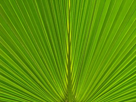 texture of palm leaf の写真素材