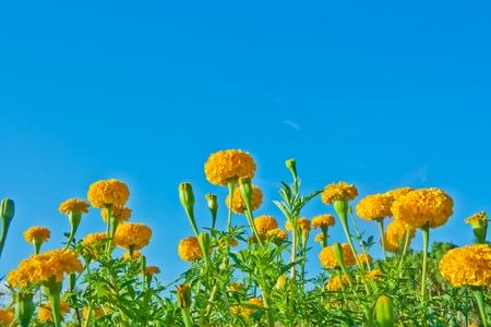 Marigold flower with blue sky background の写真素材