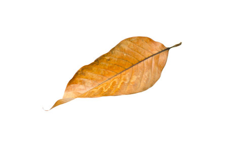 brown dry leaf isolated on white background の写真素材