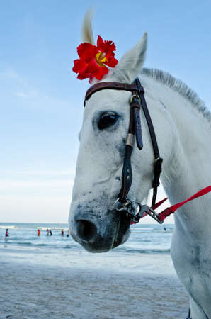head of white Horse for rent at Hua Hin beachの写真素材