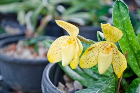 Lady s slipper bloomingの写真素材
