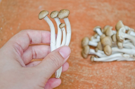 Brown Beech mushroom on handの写真素材