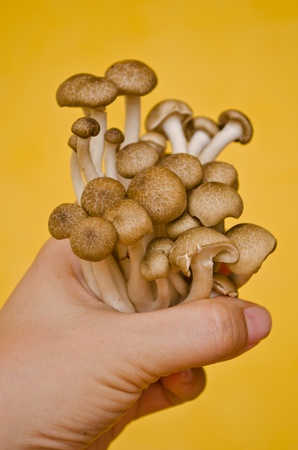 Brown Beech mushroom on handの写真素材