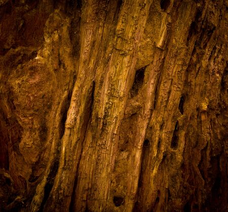 Petrified wood detailの写真素材
