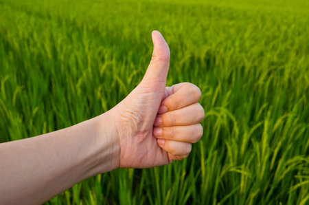 Hand with thumb up infront of green peddy field backgroundの写真素材