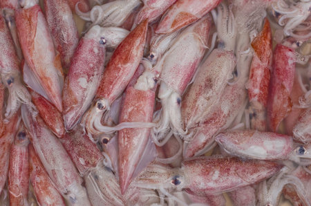 Squid in the market
